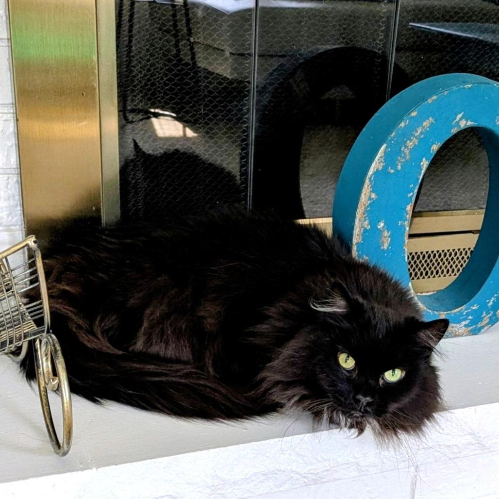 Carlisle 55501, a Adoptable Domestic Long Hair in Eaton Rapids, MI image 5/6