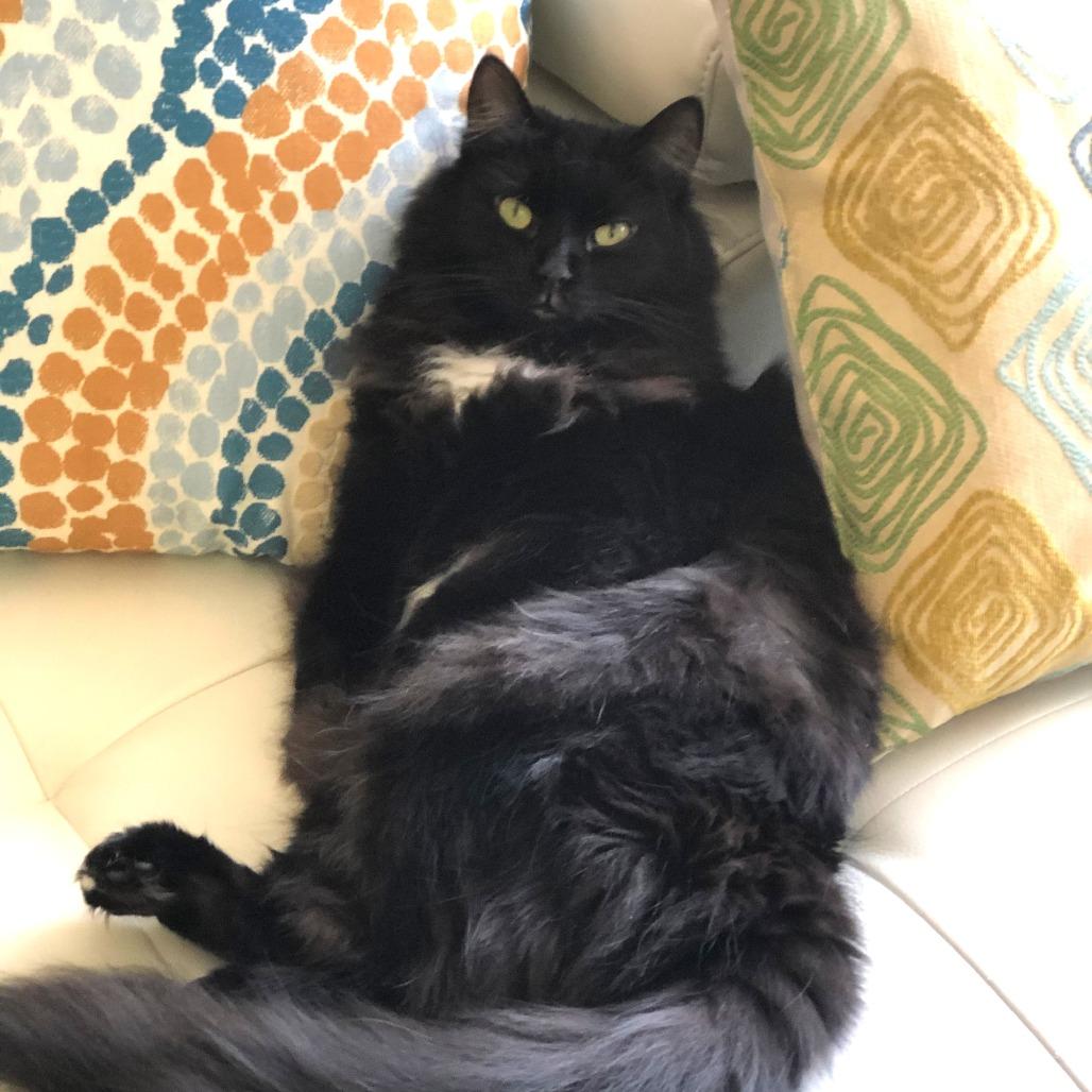 Carlisle 55501, a Adoptable Domestic Long Hair in Eaton Rapids, MI image 6/6