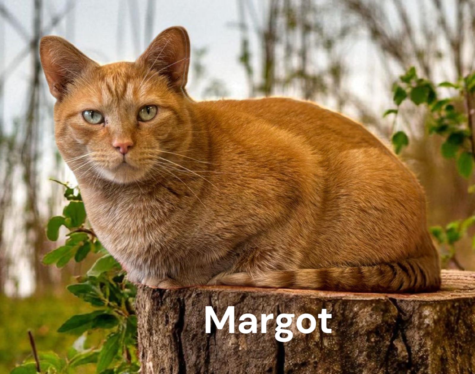 Enlarge Margot, a Adoptable Tabby in Chesapeake, VA image 1/3