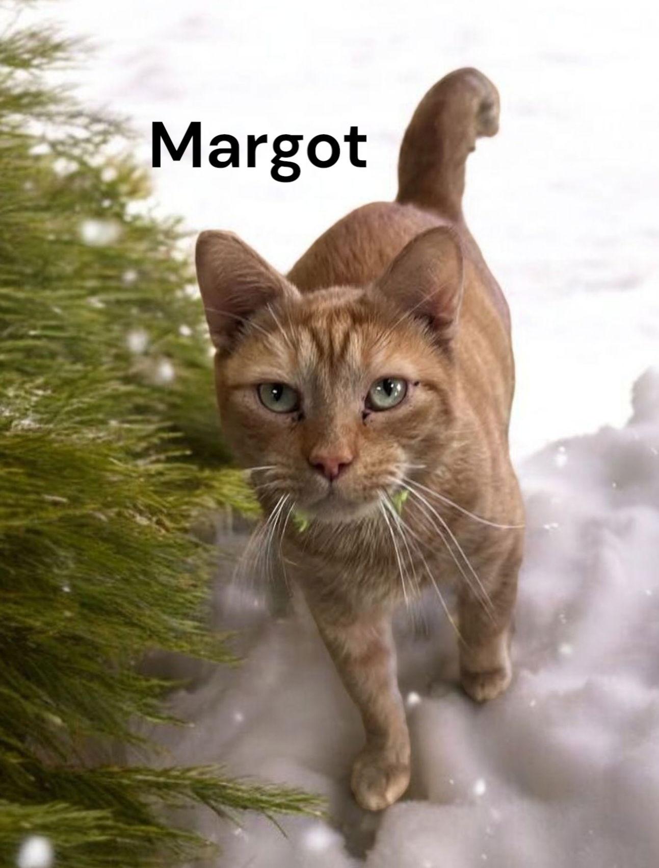 Enlarge Margot, a Adoptable Tabby in Chesapeake, VA image 2/3
