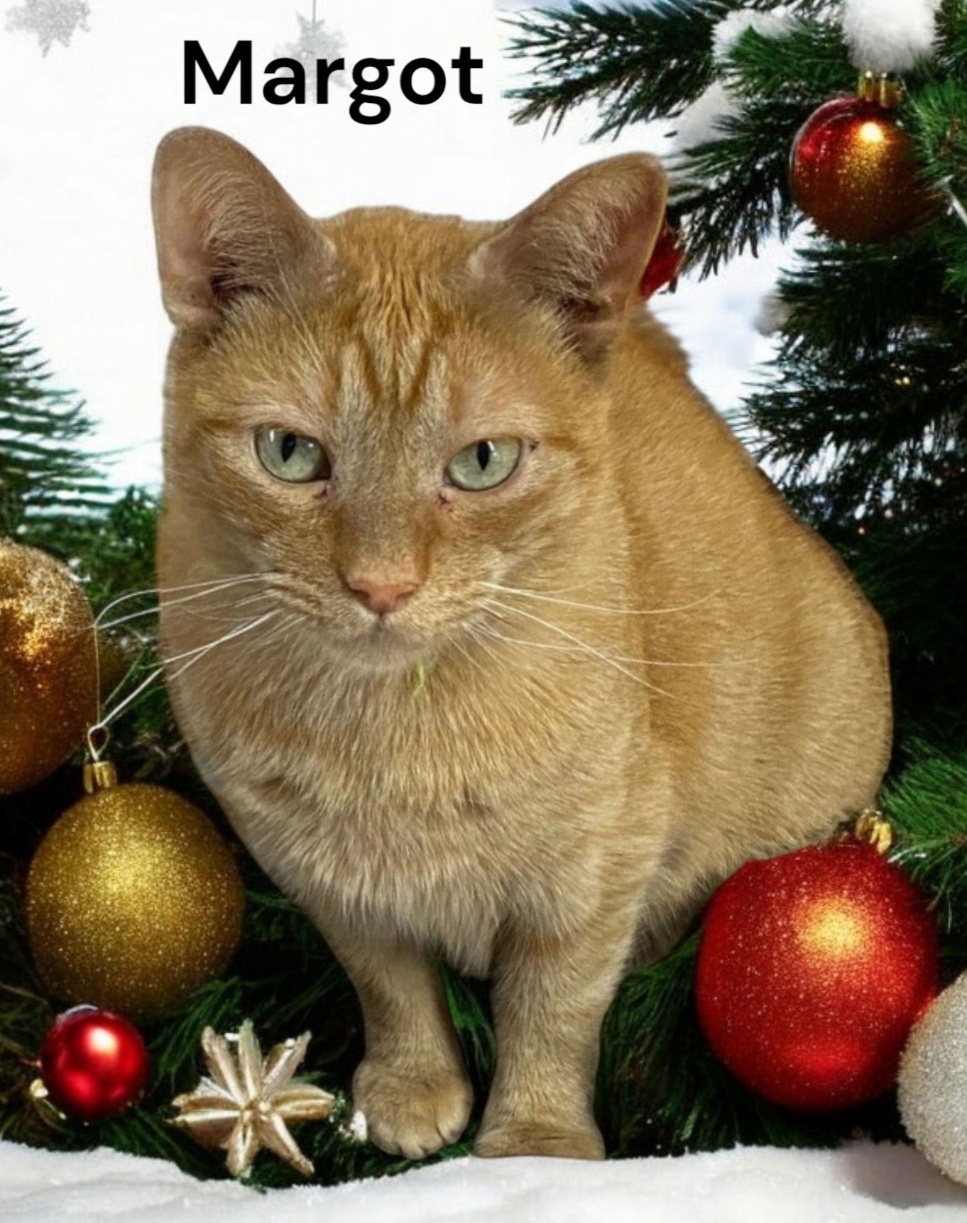 Enlarge Margot, a Adoptable Tabby in Chesapeake, VA image 3/3