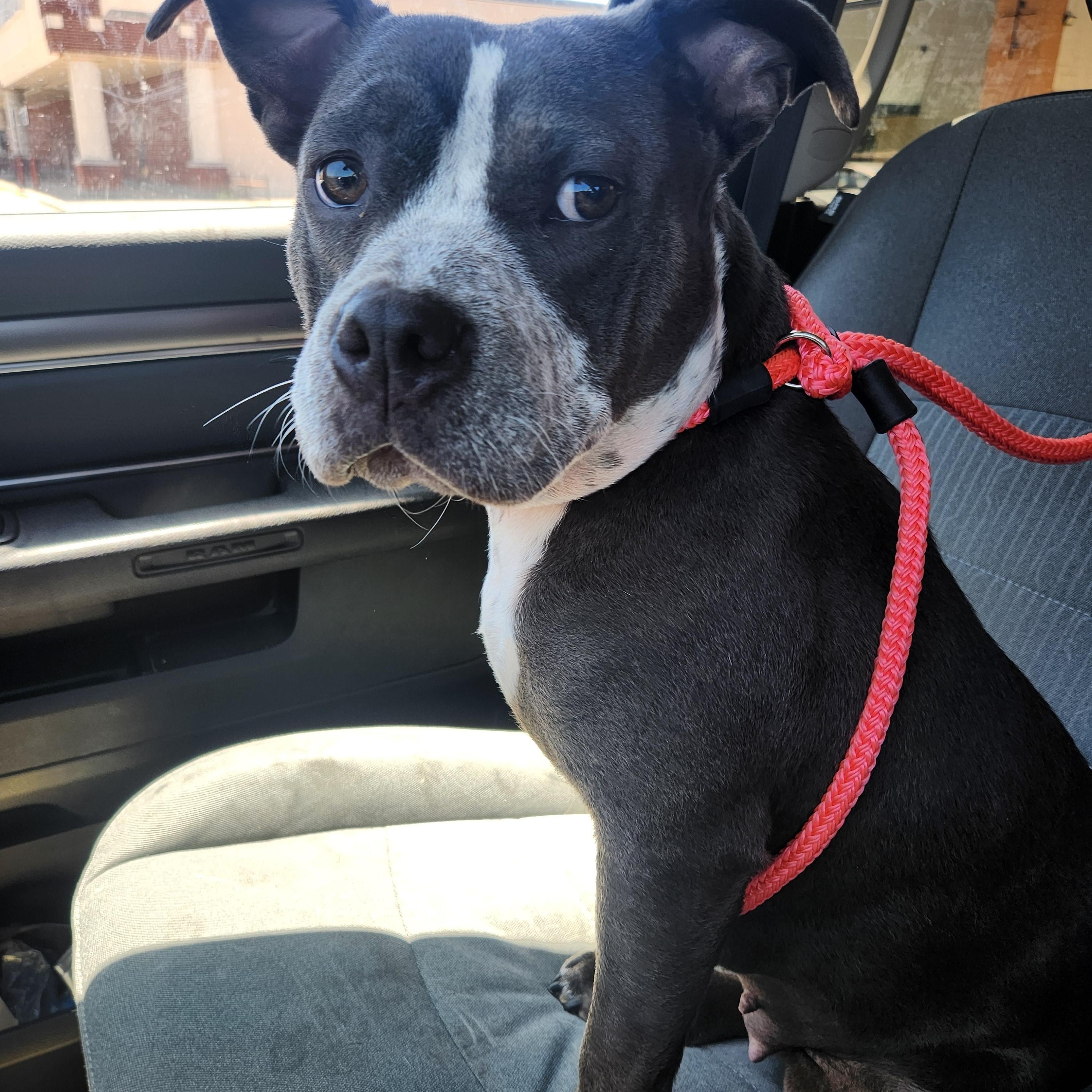 Enlarge POPPI, a Adoptable mixed breed in ROWLETT, TX image 4/4