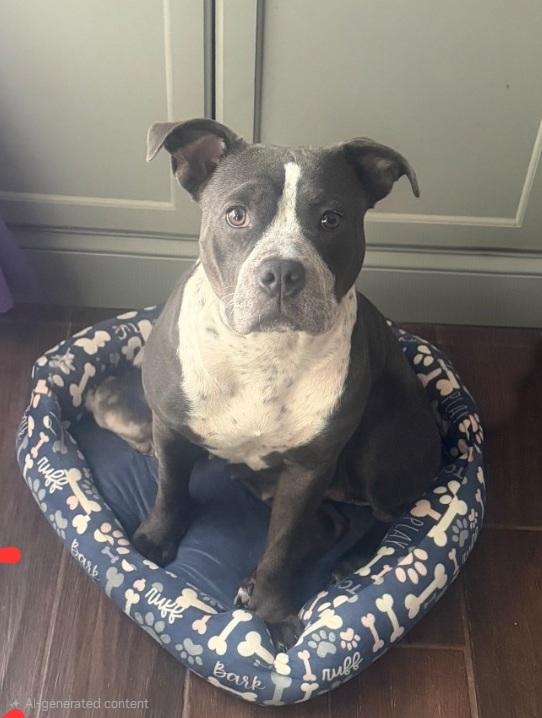 POPPI, Adoptable, Young Female Pit Bull Terrier.