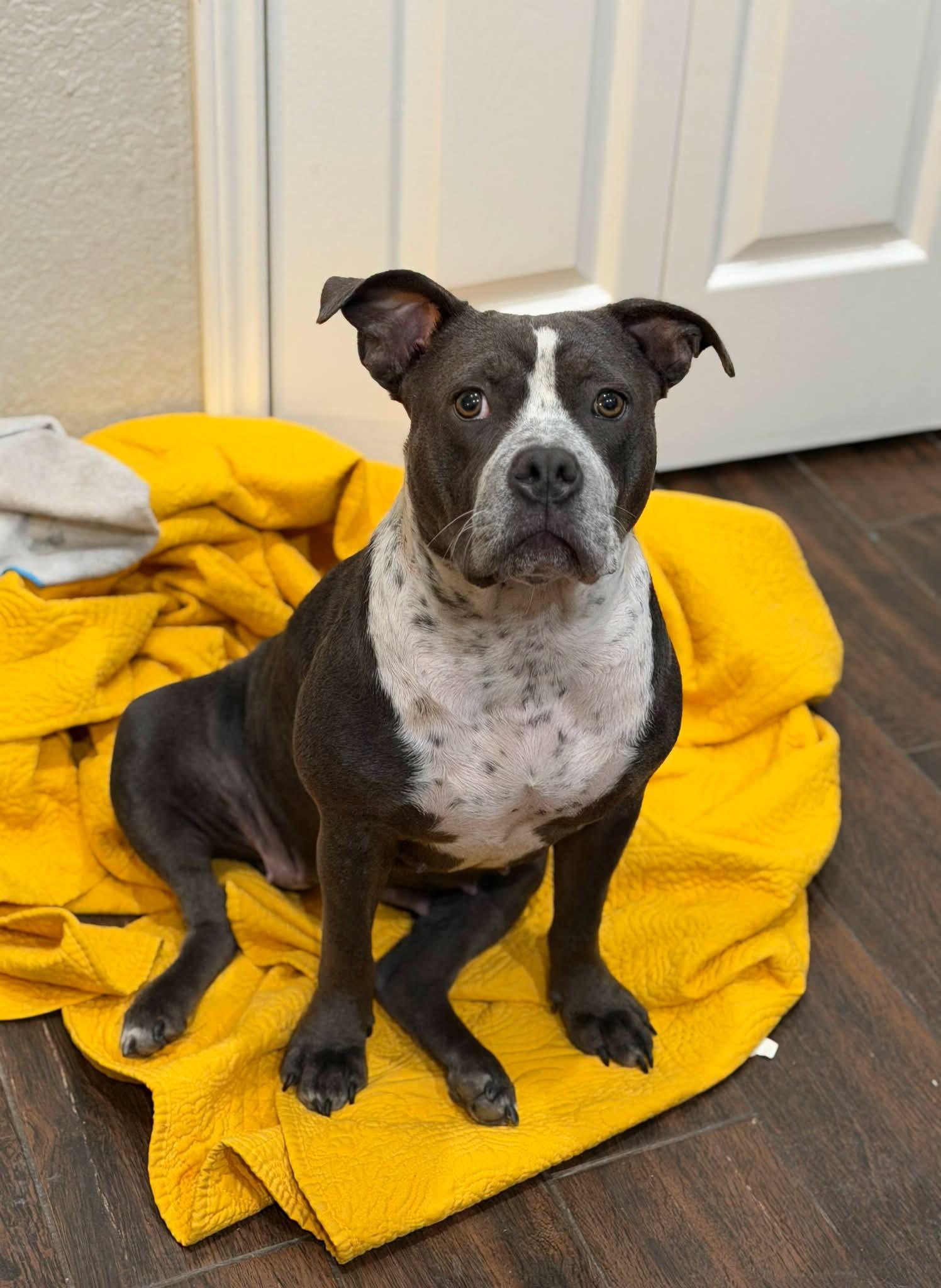 Enlarge POPPI, a Adoptable mixed breed in ROWLETT, TX image 3/4