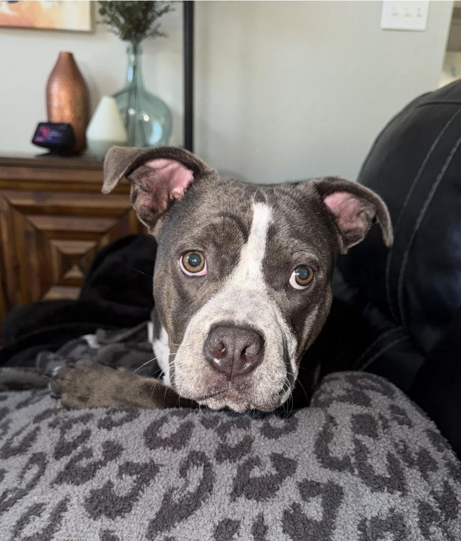 Enlarge POPPI, a Adoptable mixed breed in ROWLETT, TX image 2/4