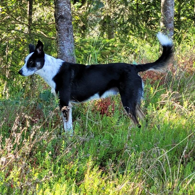 Jackson, a Adoptable mixed breed in Corvallis, OR image 1/3