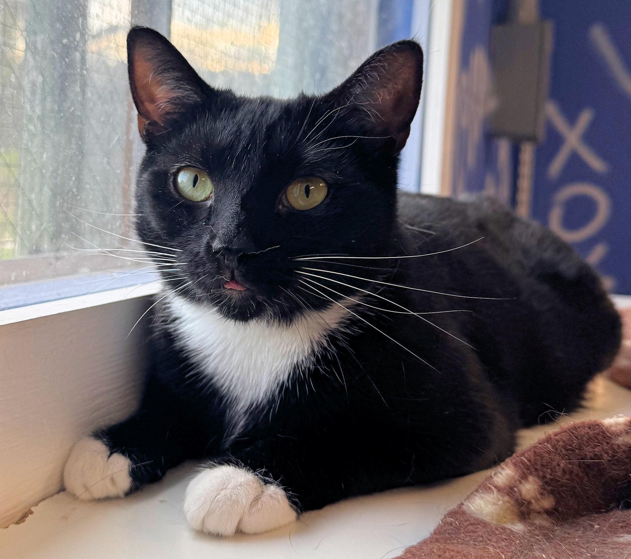Enlarge Mystic, a Adoptable mixed breed in Cincinnati, OH image 1/4