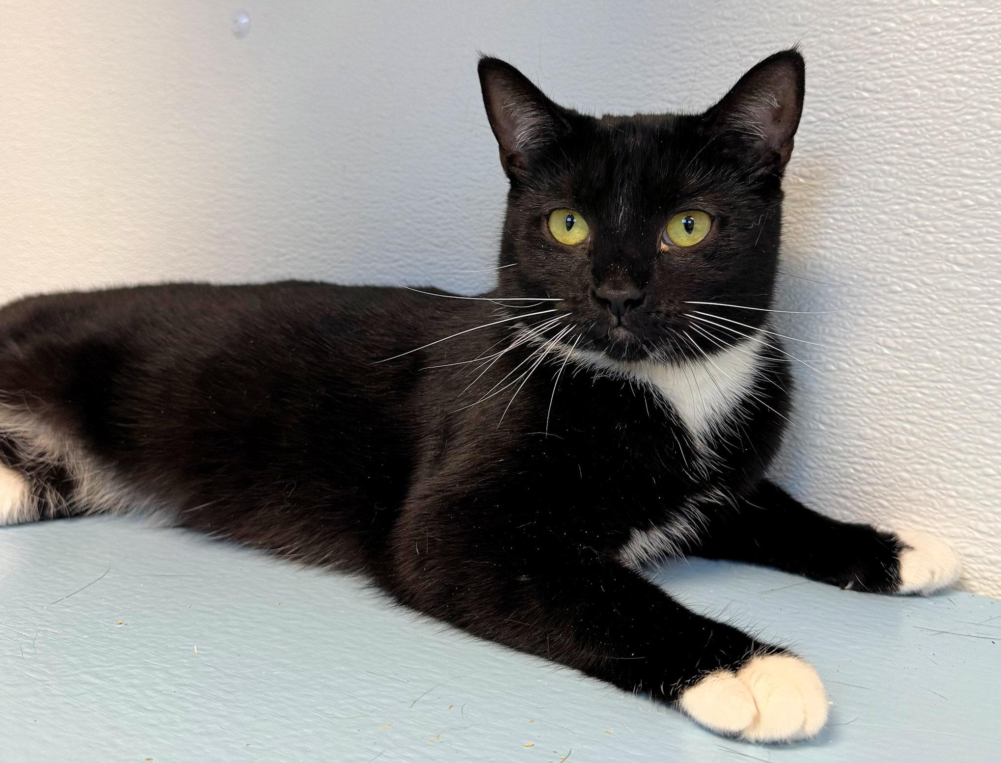 Enlarge Mystic, a Adoptable mixed breed in Cincinnati, OH image 2/4