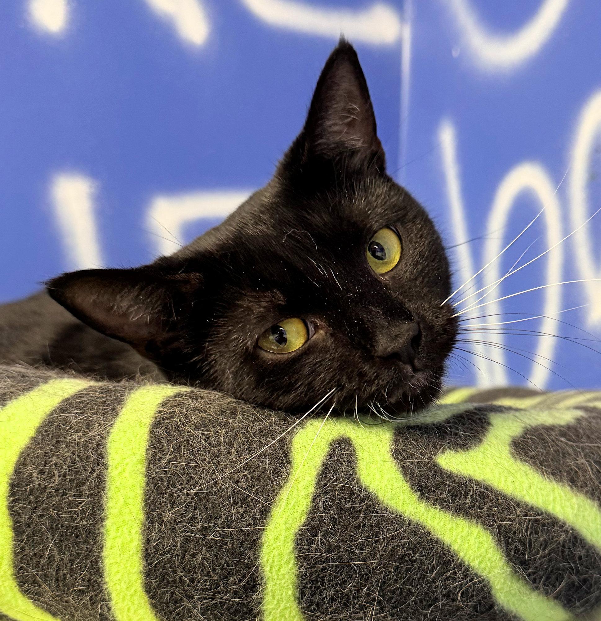 Enlarge Mystic, a Adoptable mixed breed in Cincinnati, OH image 3/4