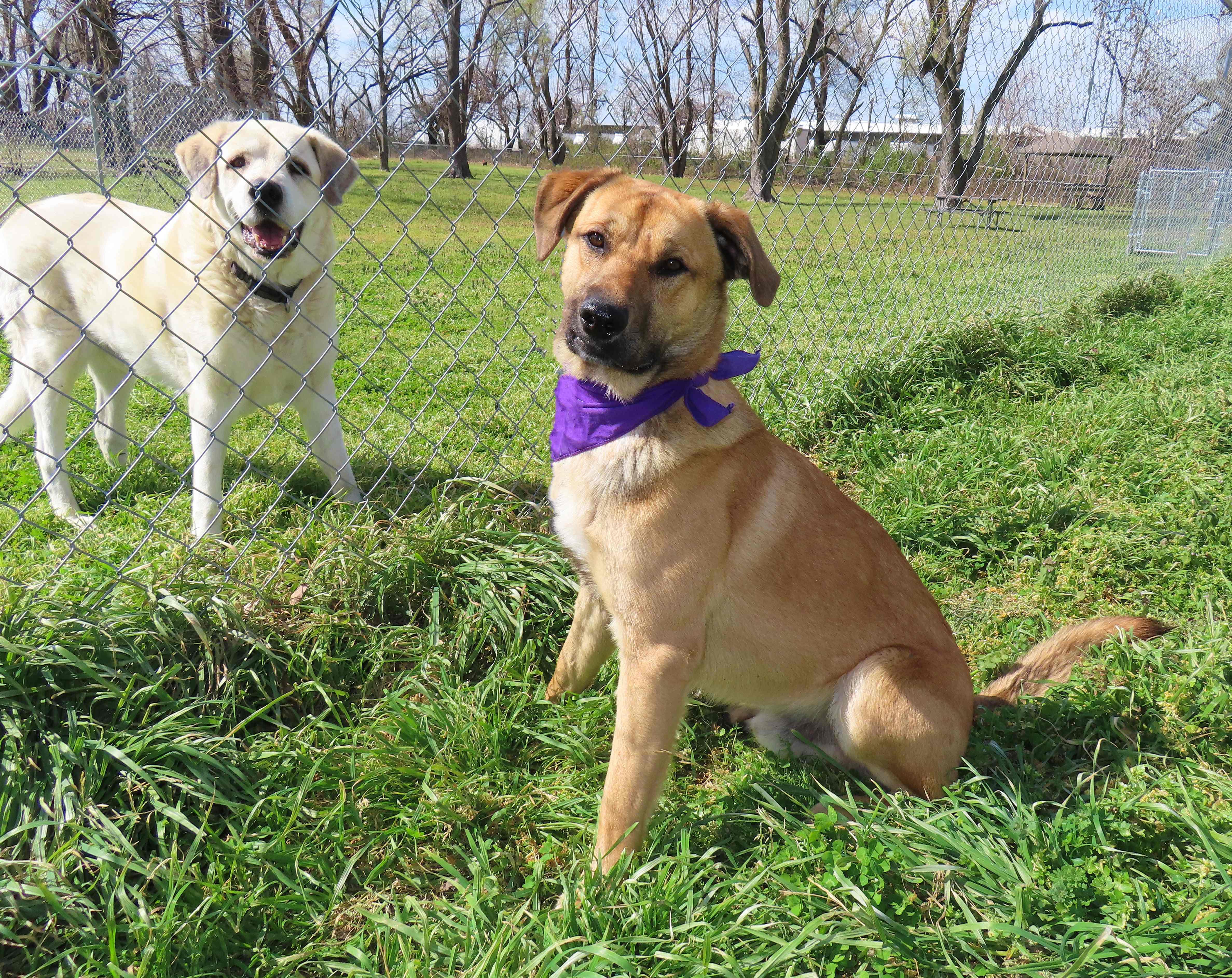 Enlarge Keanu  26C-60, a ADOPTABLE mixed breed in Rogers, AR image 3/5