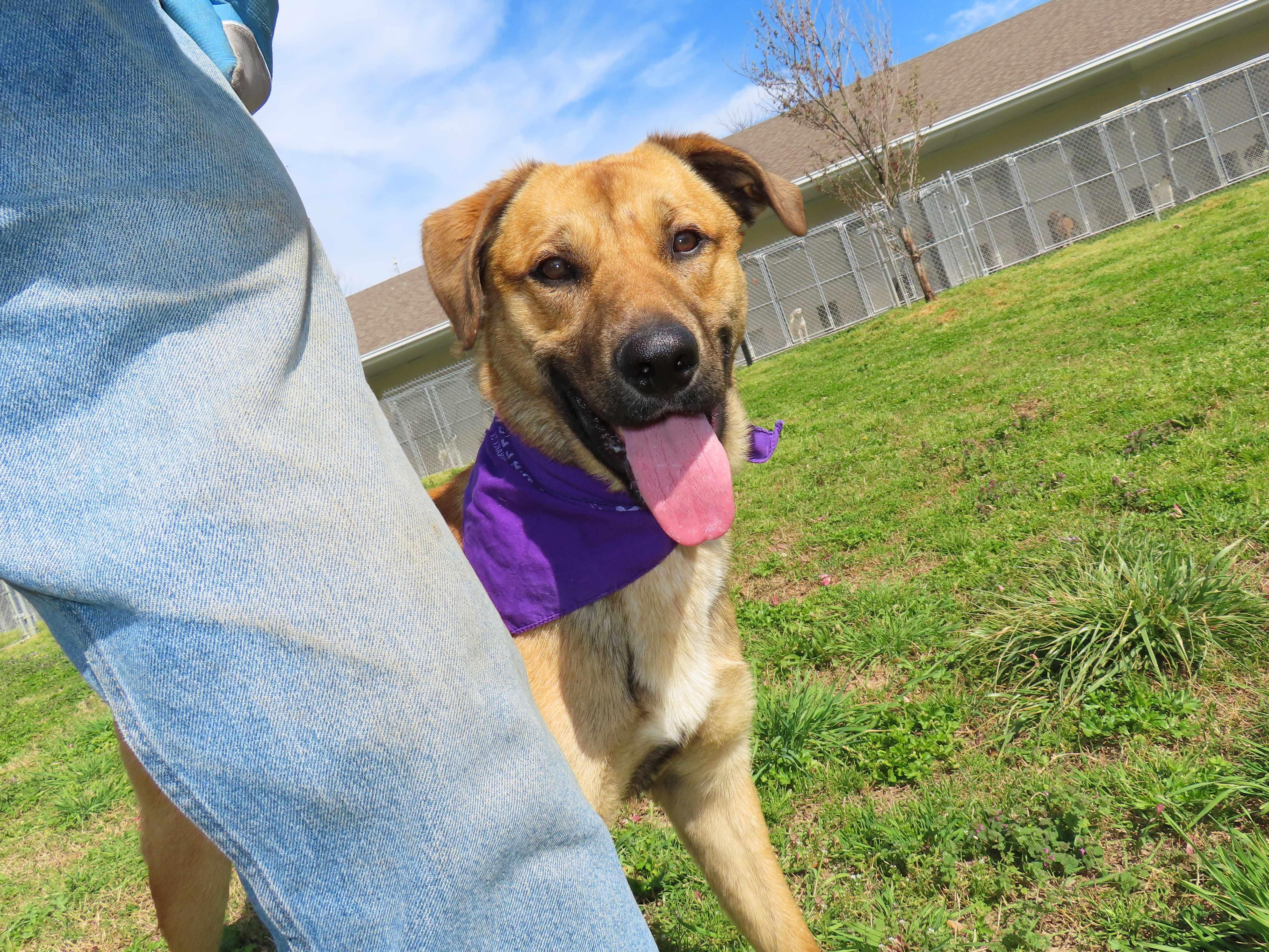 Enlarge Keanu  26C-60, a ADOPTABLE mixed breed in Rogers, AR image 4/5