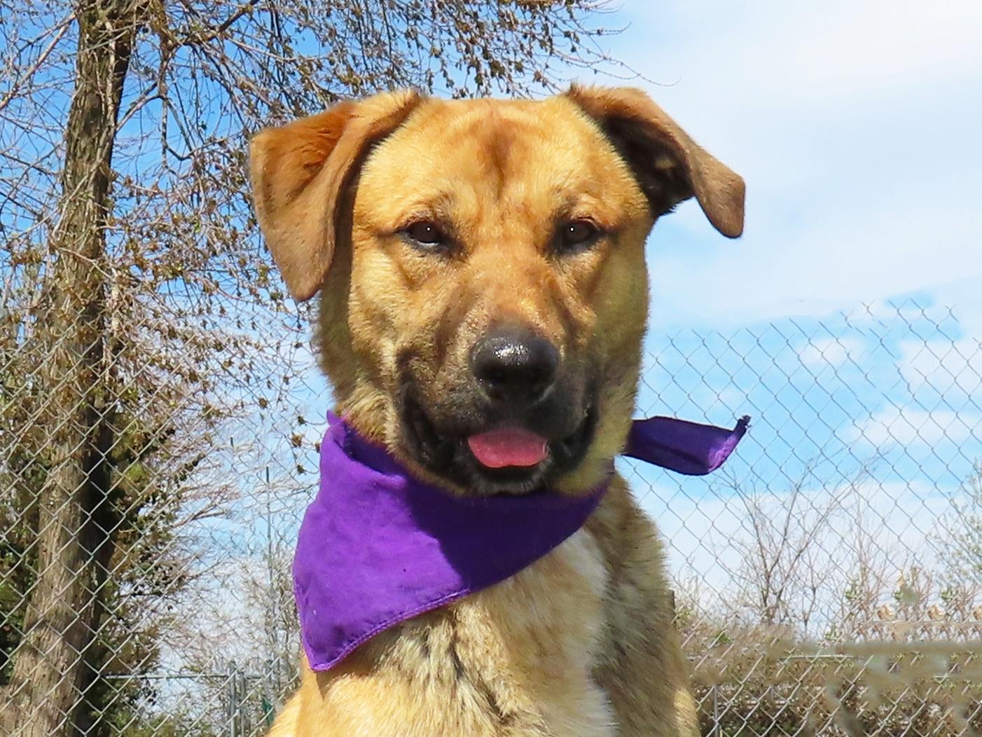 Keanu  26C-60, ADOPTABLE, Young Male Golden Retriever & Shepherd.