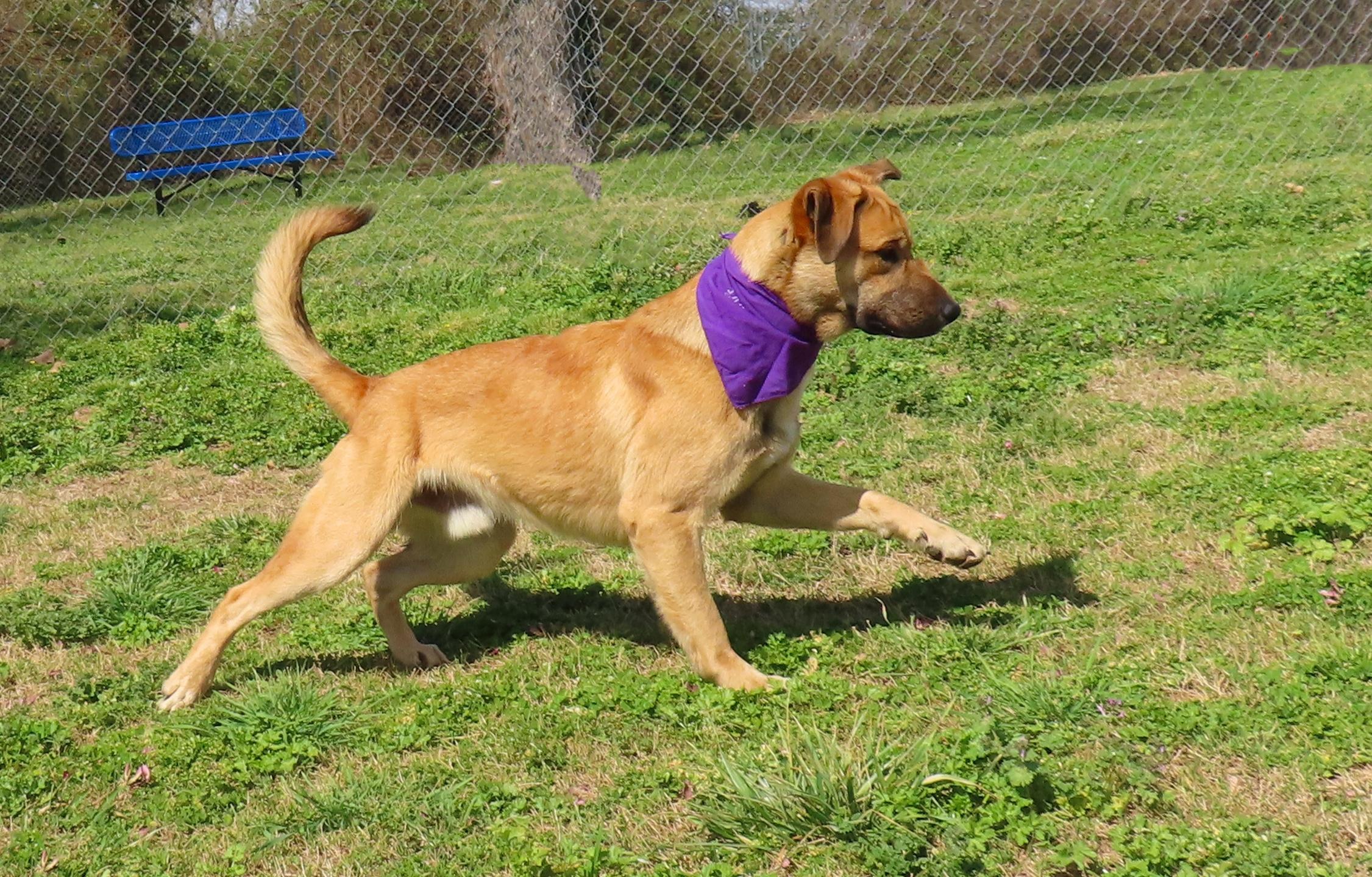 Enlarge Keanu  26C-60, a ADOPTABLE mixed breed in Rogers, AR image 2/5