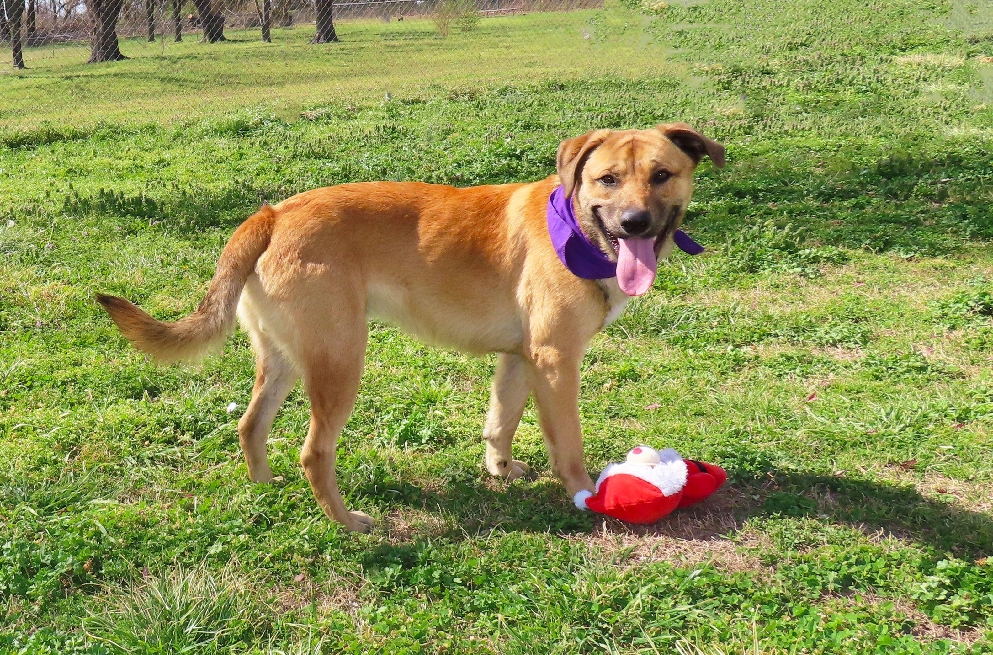 Enlarge Keanu  26C-60, a ADOPTABLE mixed breed in Rogers, AR image 5/5