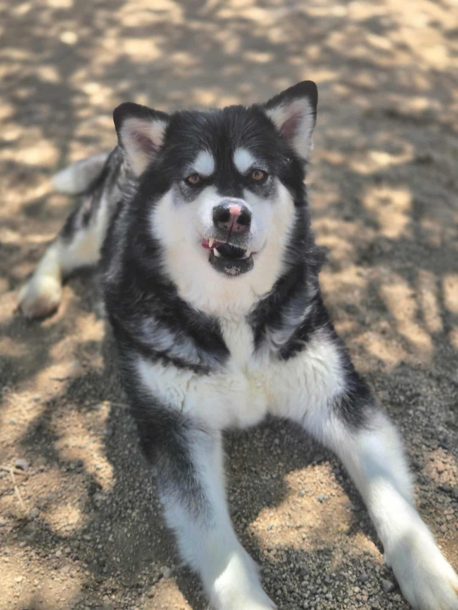 Enlarge Alora, a Adoptable mixed breed in Silver Springs, NV image 2/3