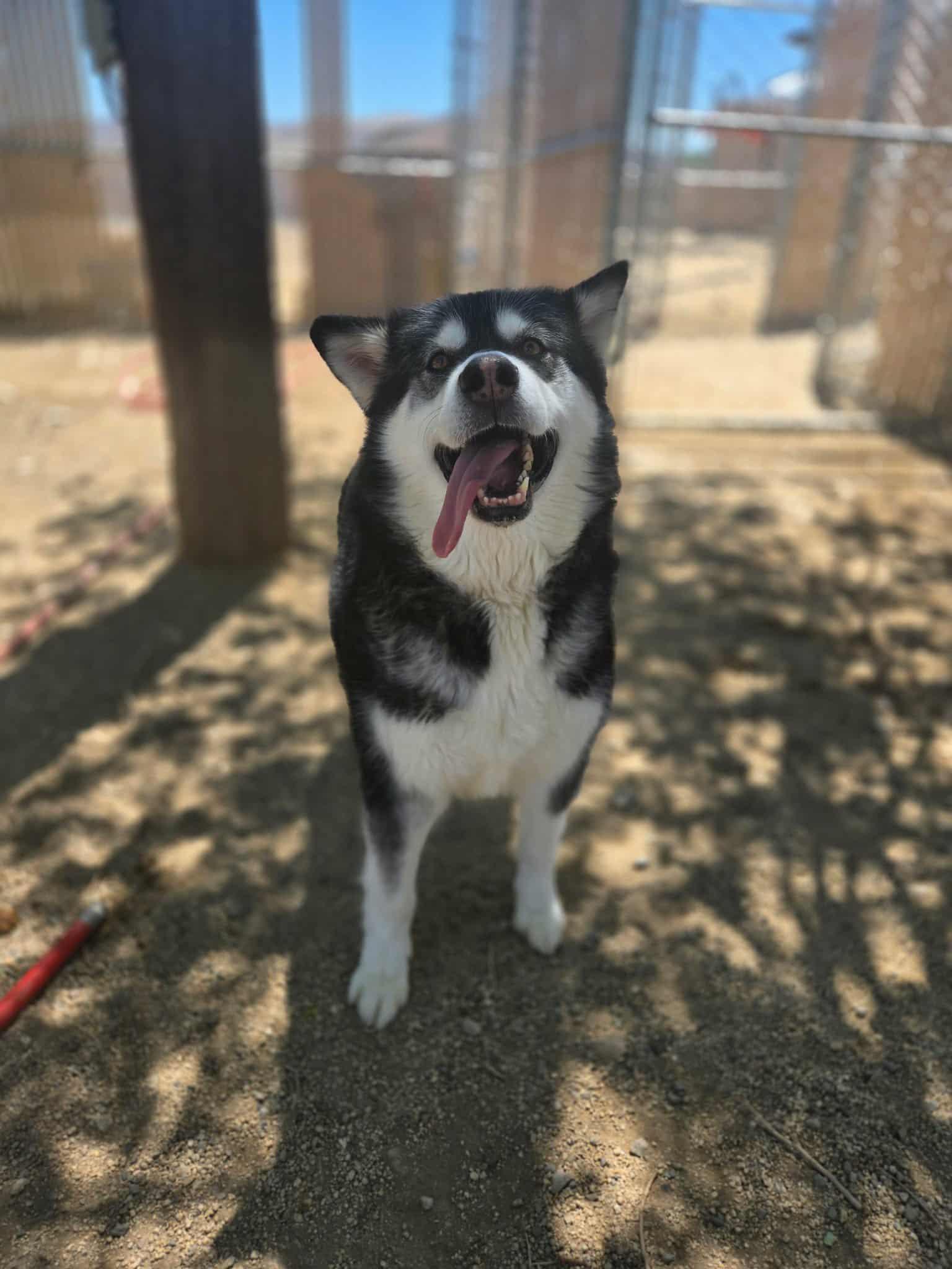 Enlarge Alora, a Adoptable mixed breed in Silver Springs, NV image 3/3