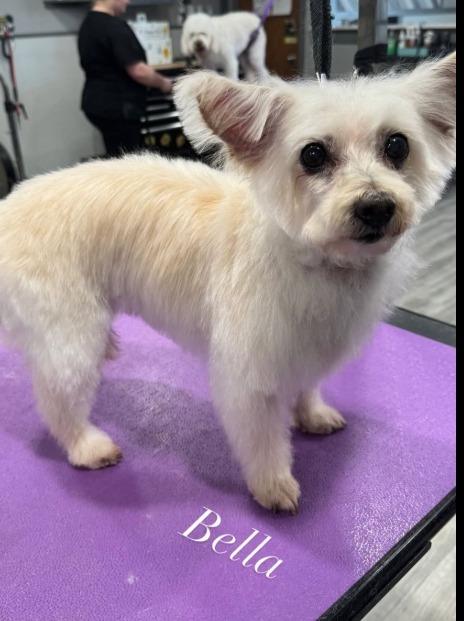 Bella, Adoptable, Senior Female Poodle & Bichon Frise.