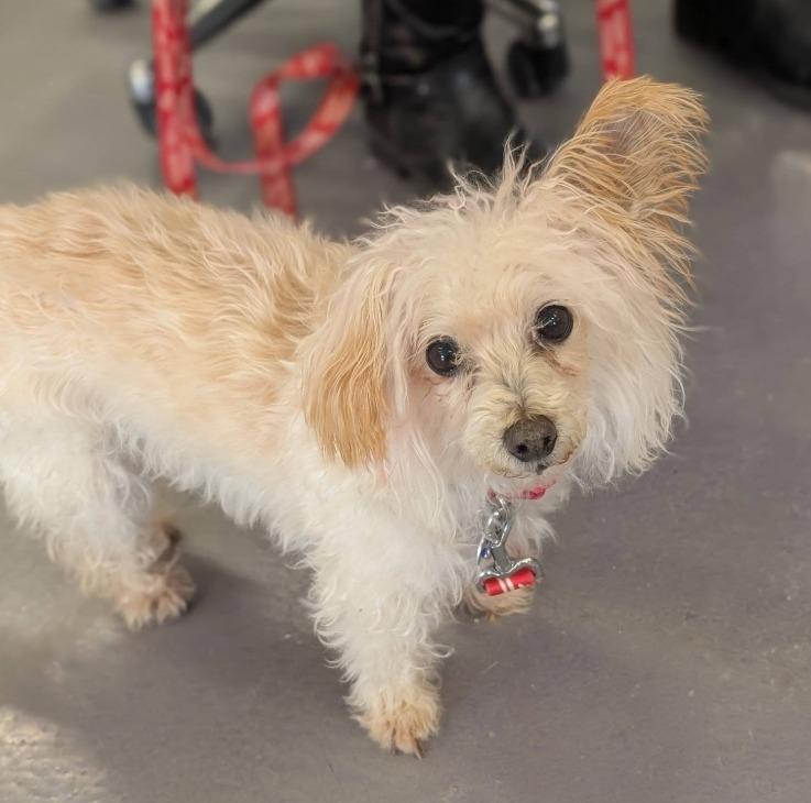 Bella, Adoptable, Senior Female Poodle & Chihuahua.