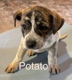 Enlarge Potato, a Adoptable mixed breed in Homewood, IL image 1/1