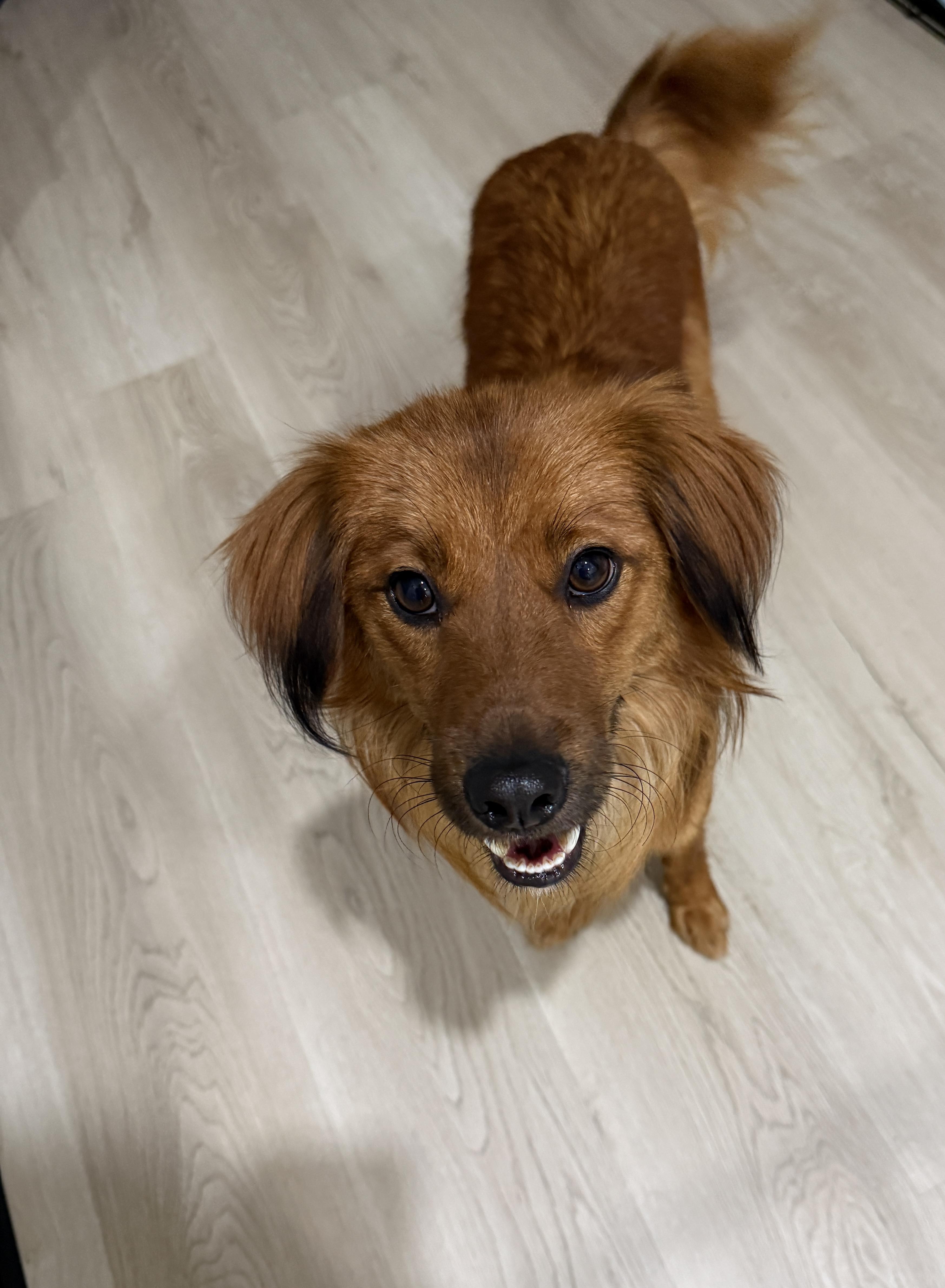 Enlarge Copper, a Adopted mixed breed in Markham, ON image 3/4