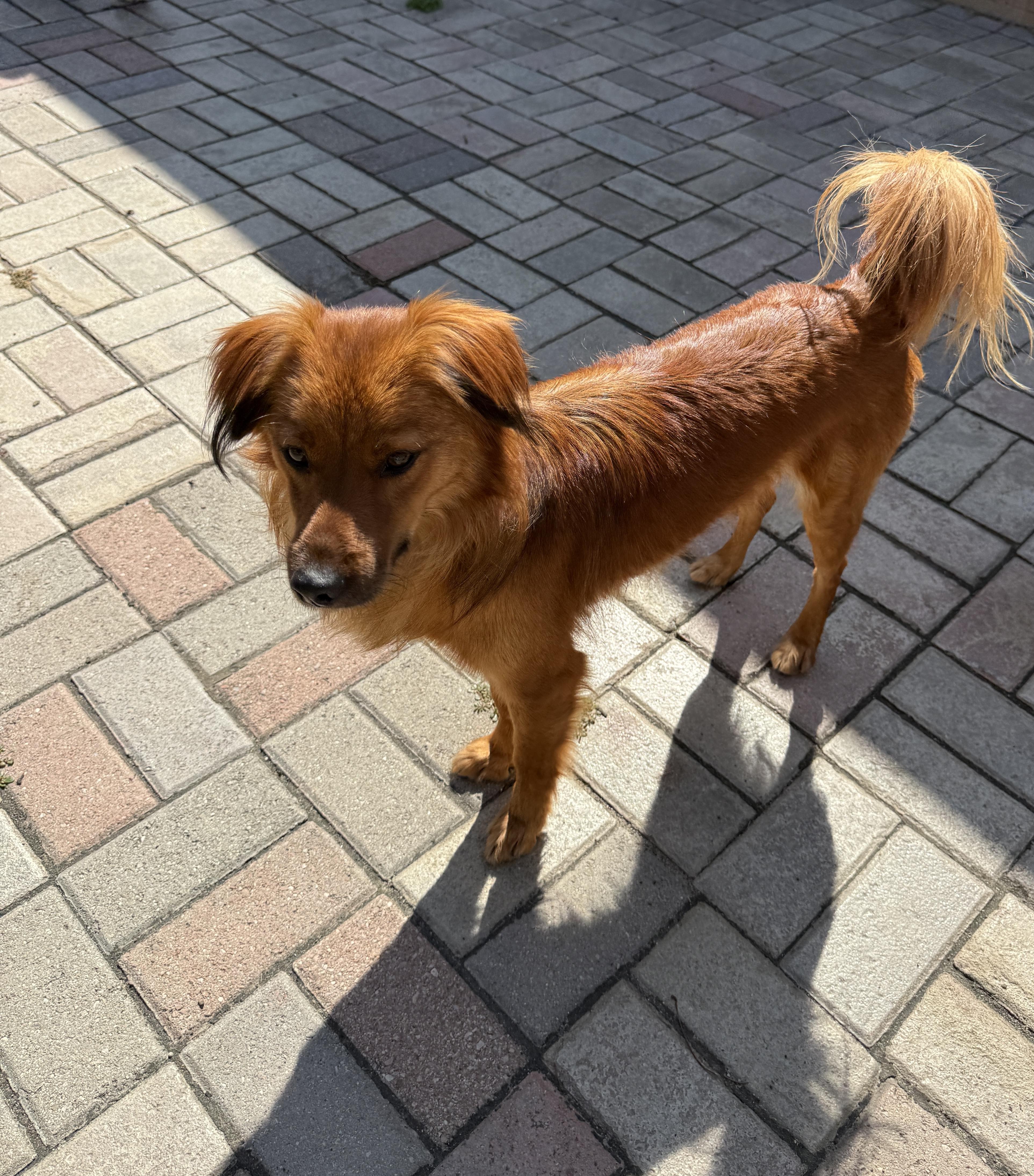 Copper, Adopted, Young Male Mixed Breed & Golden Retriever.