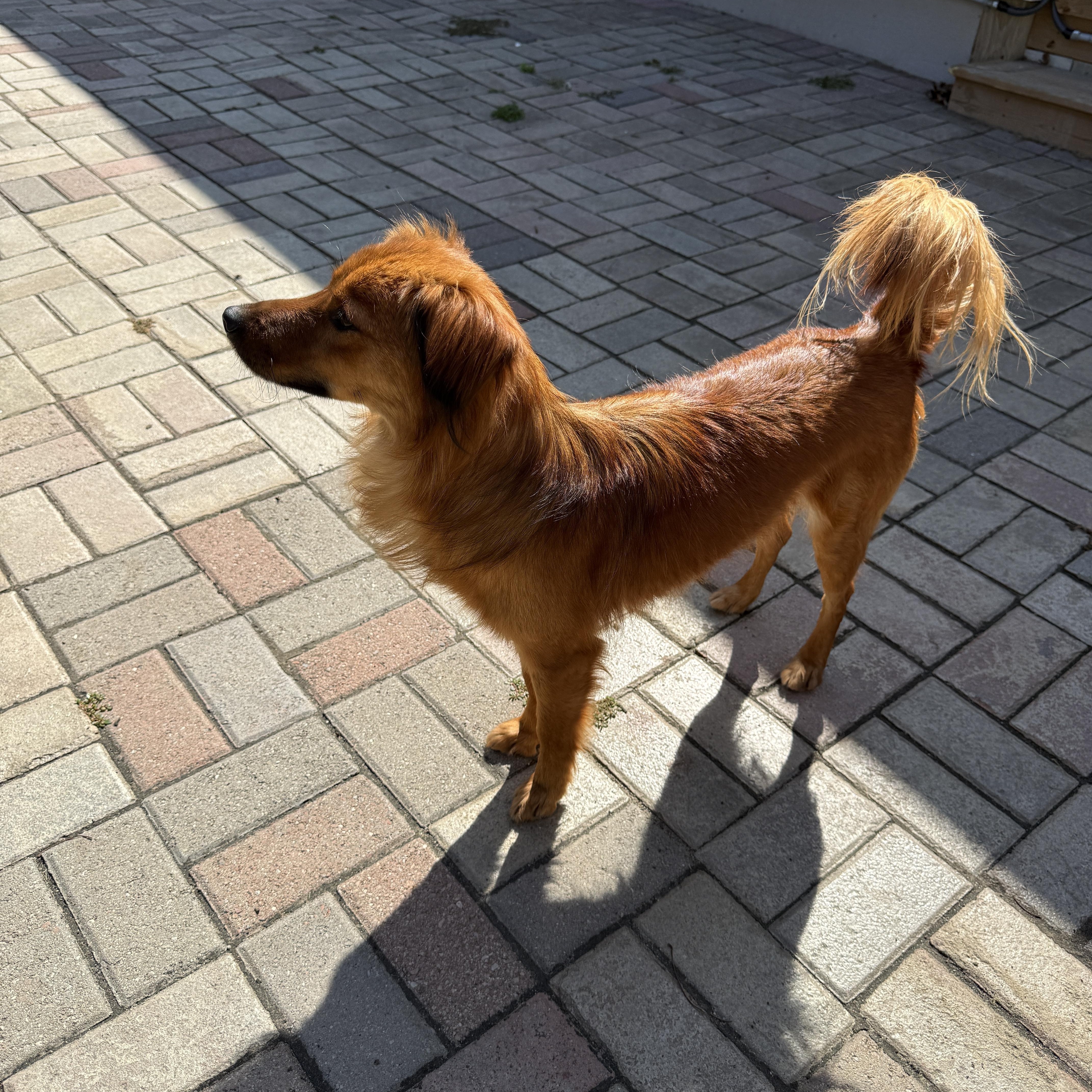 Enlarge Copper, a Adopted mixed breed in Markham, ON image 2/4