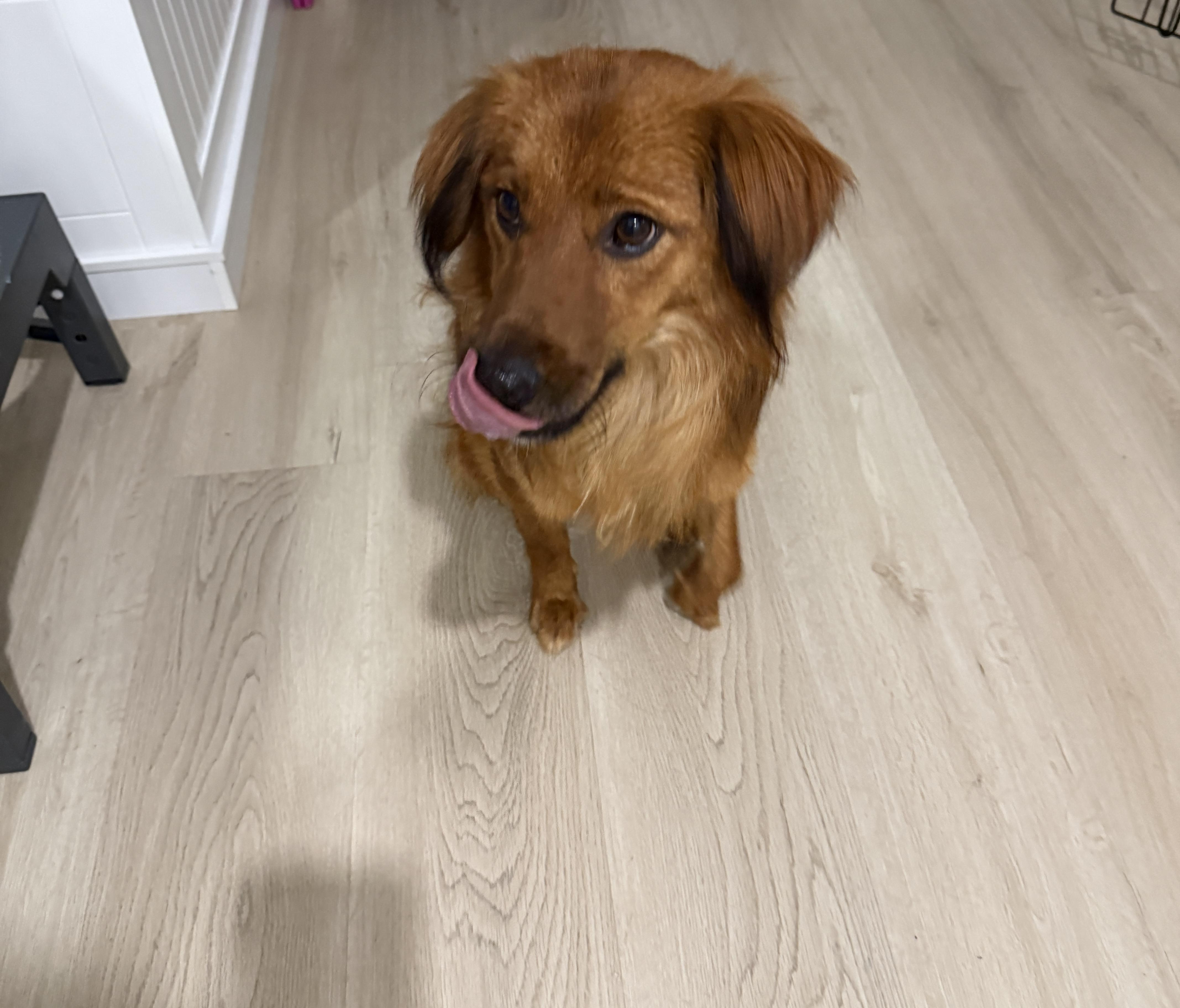 Enlarge Copper, a Adopted mixed breed in Markham, ON image 4/4