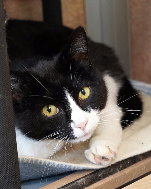 Lulu, Adoptable, Adult Female Domestic Short Hair.