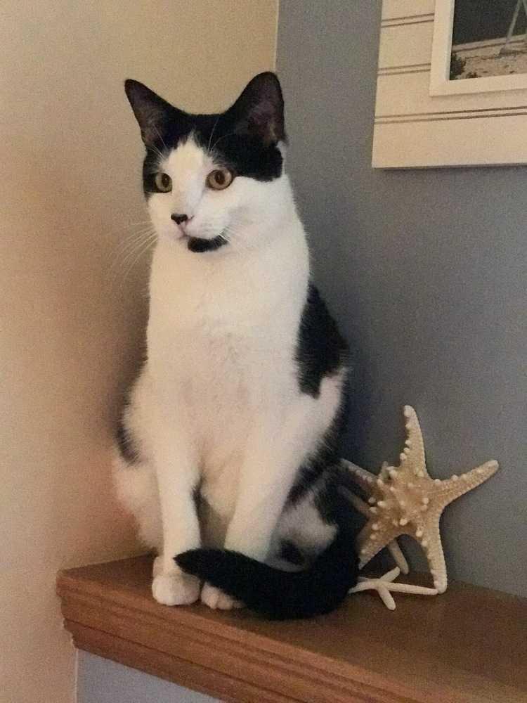 Brussels Sprout, Adopted, Adult Male Domestic Short Hair & Abyssinian.