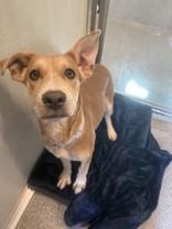 Aurora, ADOPTABLE, Young Female Cattle Dog.