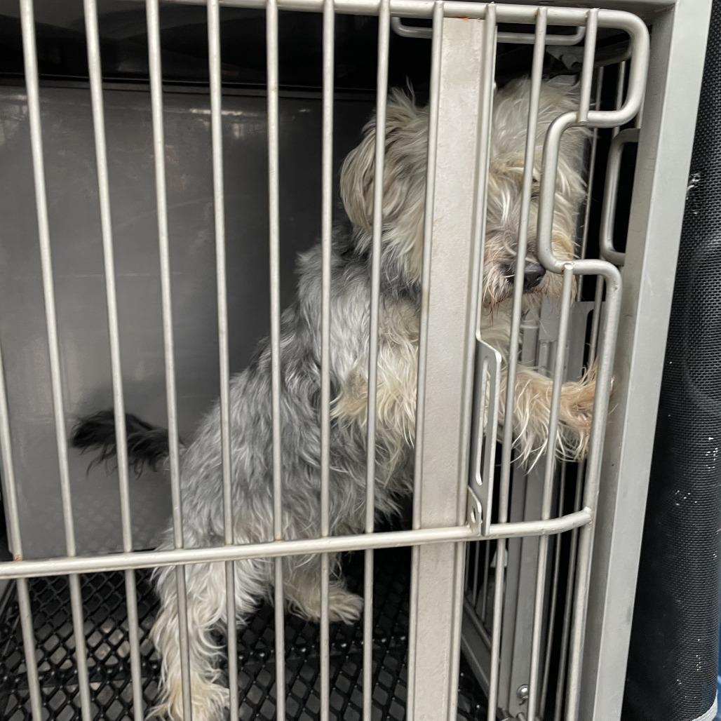 Enlarge Connord, a Adoptable Yorkshire Terrier in Arlington, VA image 1/1