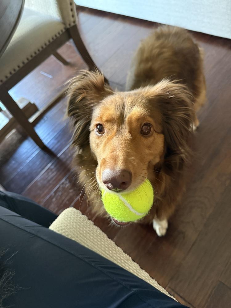 1203 Ellie, Adoptable, Young Female Australian Shepherd.