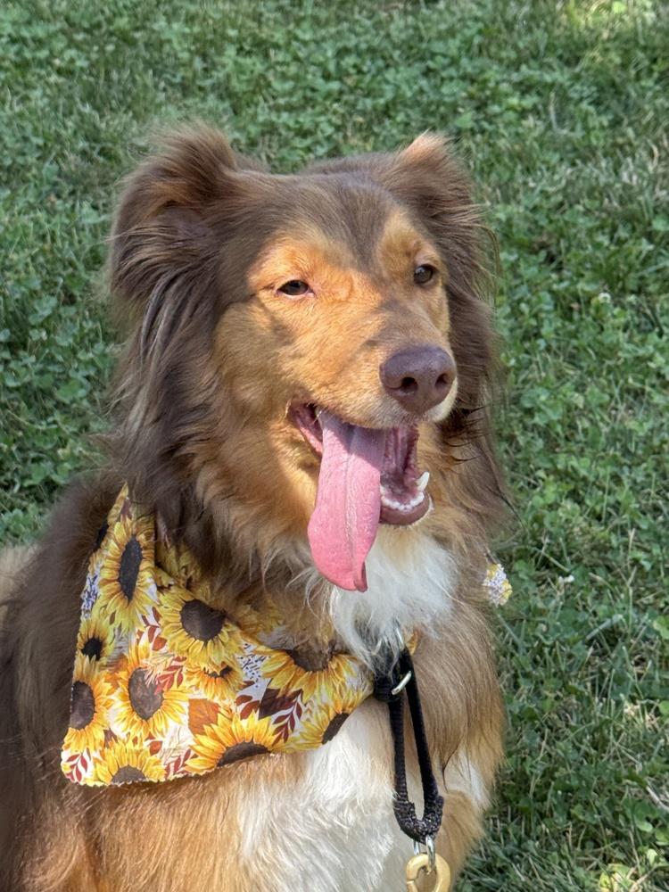 Enlarge 1203 Ellie, a Adoptable Australian Shepherd in Ringwood, IL image 2/5