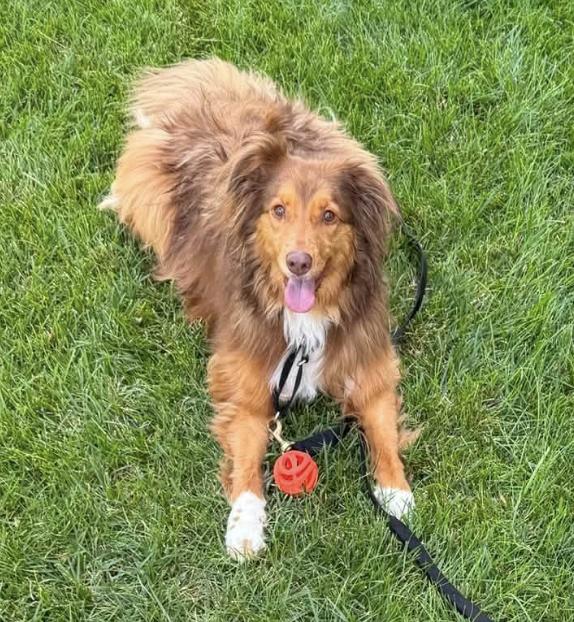 Enlarge 1203 Ellie, a Adoptable Australian Shepherd in Ringwood, IL image 3/5