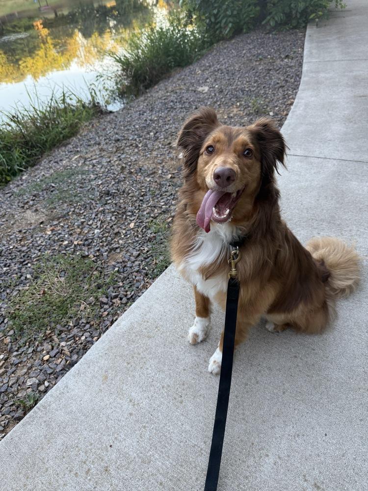 Enlarge 1203 Ellie, a Adoptable Australian Shepherd in Ringwood, IL image 4/5