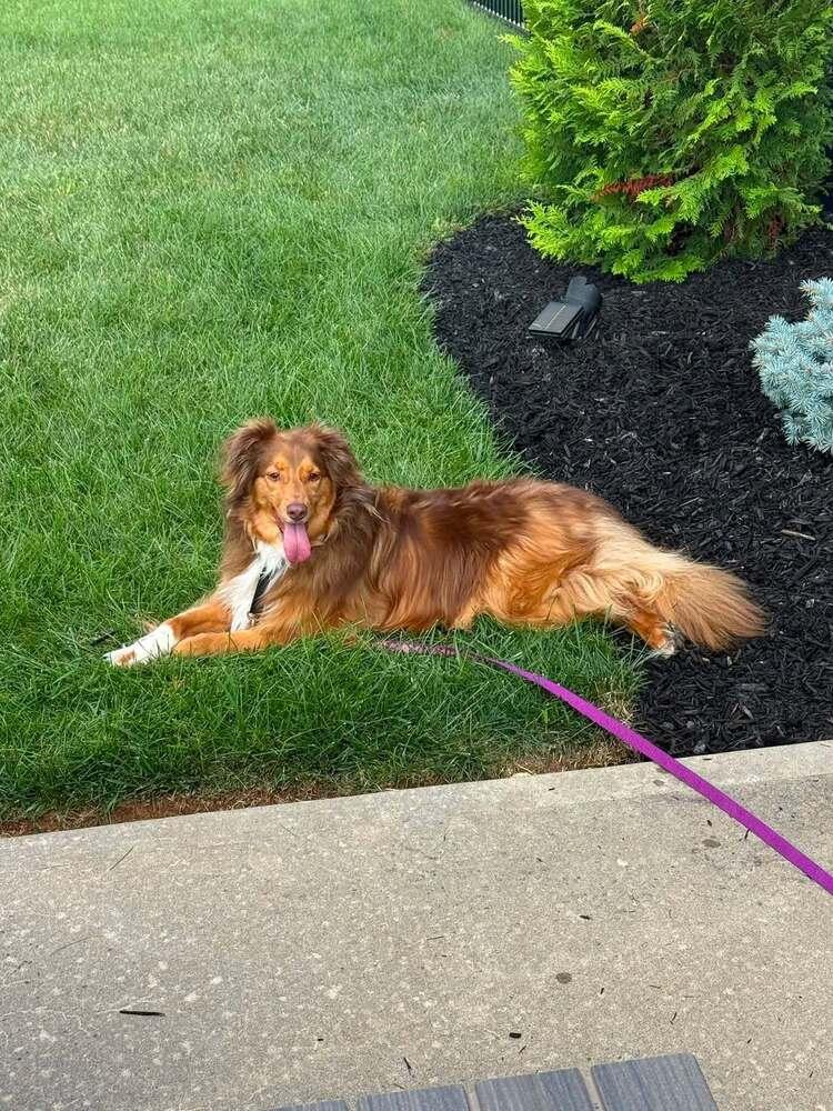 Enlarge 1203 Ellie, a Adoptable Australian Shepherd in Ringwood, IL image 5/5
