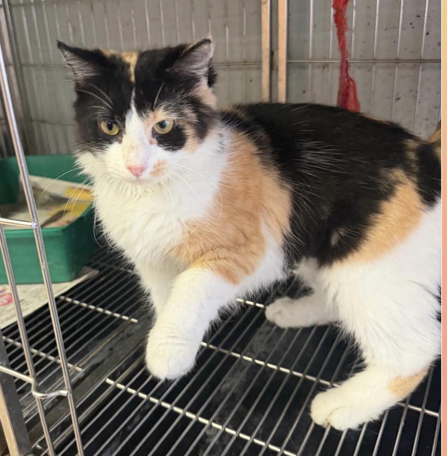 Enlarge Calimar - The Celestial Calico, a Adopted mixed breed in VERNON, NJ image 3/6