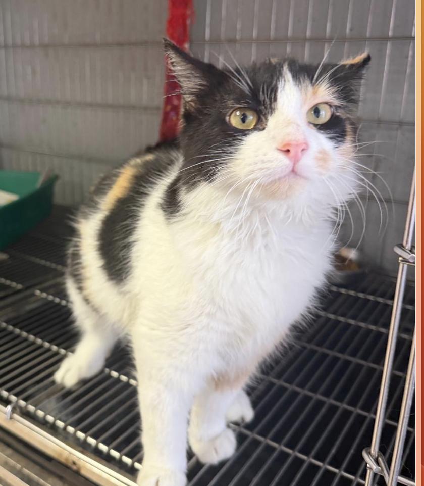 Enlarge Calimar - The Celestial Calico, a Adopted mixed breed in VERNON, NJ image 5/6
