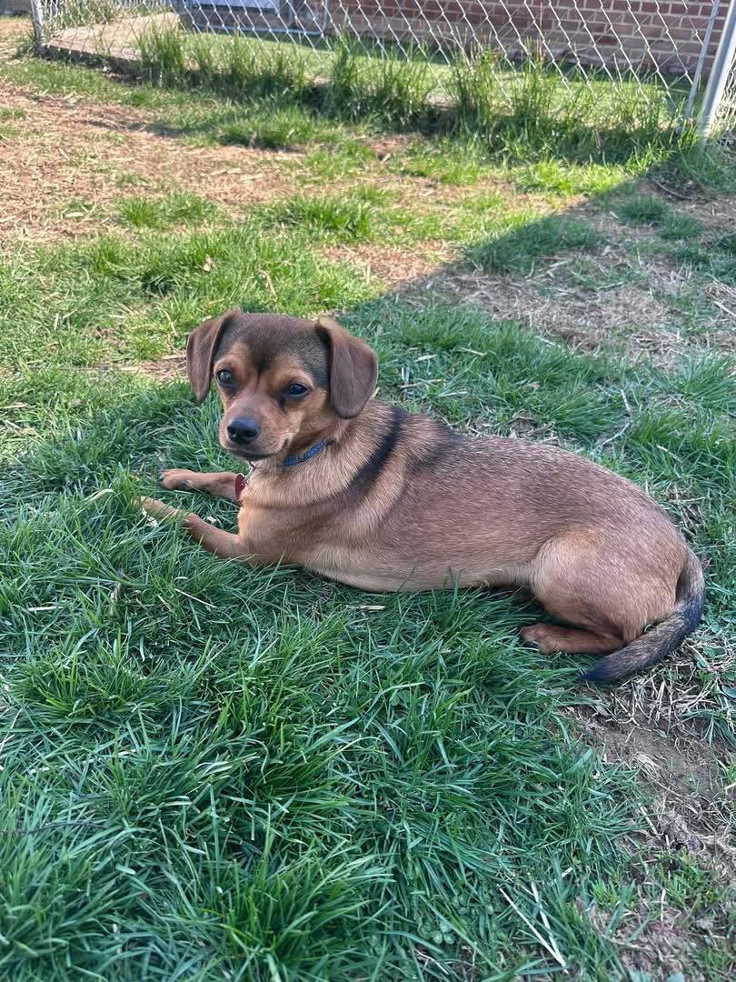 Squirt, a Adoptable mixed breed in Elizabethtown, PA image 1/3