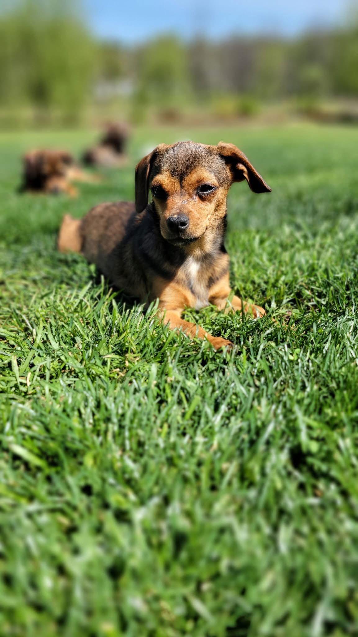 Squirt, a Adoptable mixed breed in Elizabethtown, PA image 3/3