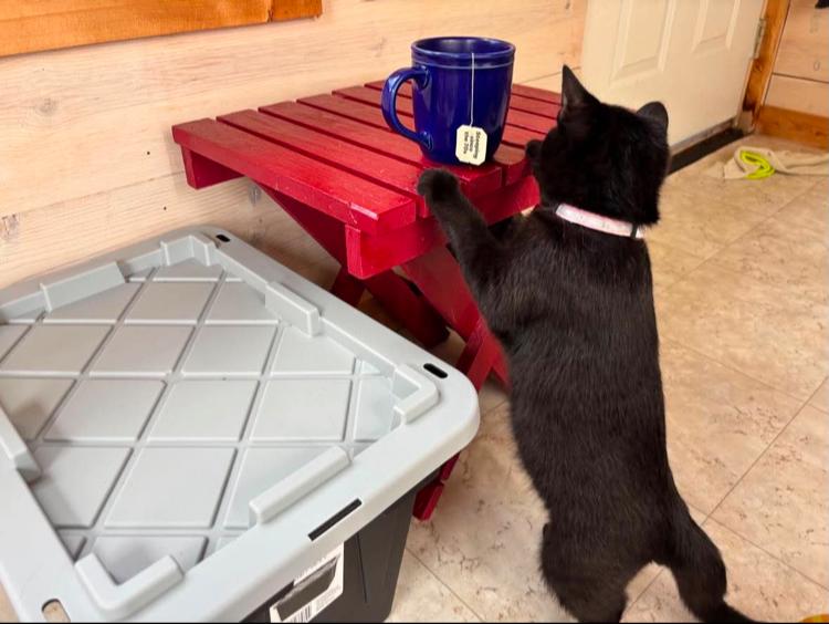 Enlarge Dart, a Adoptable Domestic Short Hair in St. Ignace, MI image 2/2