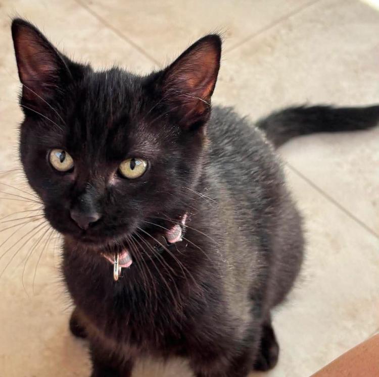 Dart, Adoptable, Kitten Female Domestic Short Hair.
