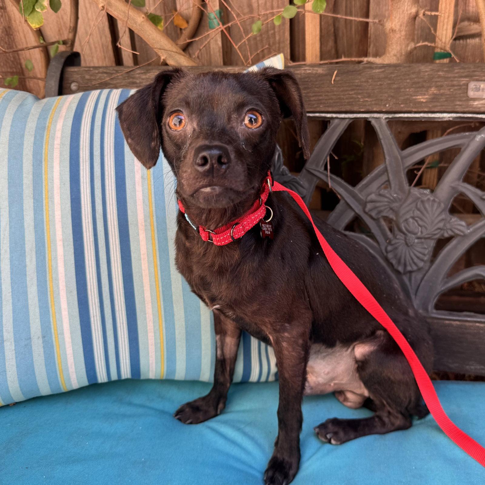 Roscoe, a Adoptable mixed breed in Santa Clara, CA image 1/3