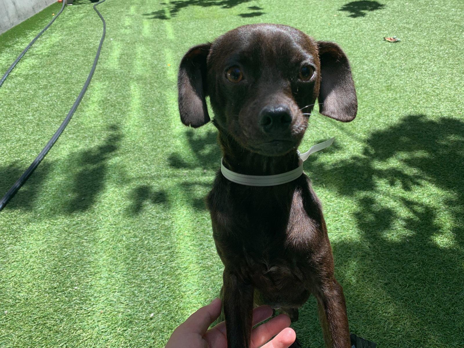 Roscoe, a Adoptable mixed breed in Santa Clara, CA image 1/2