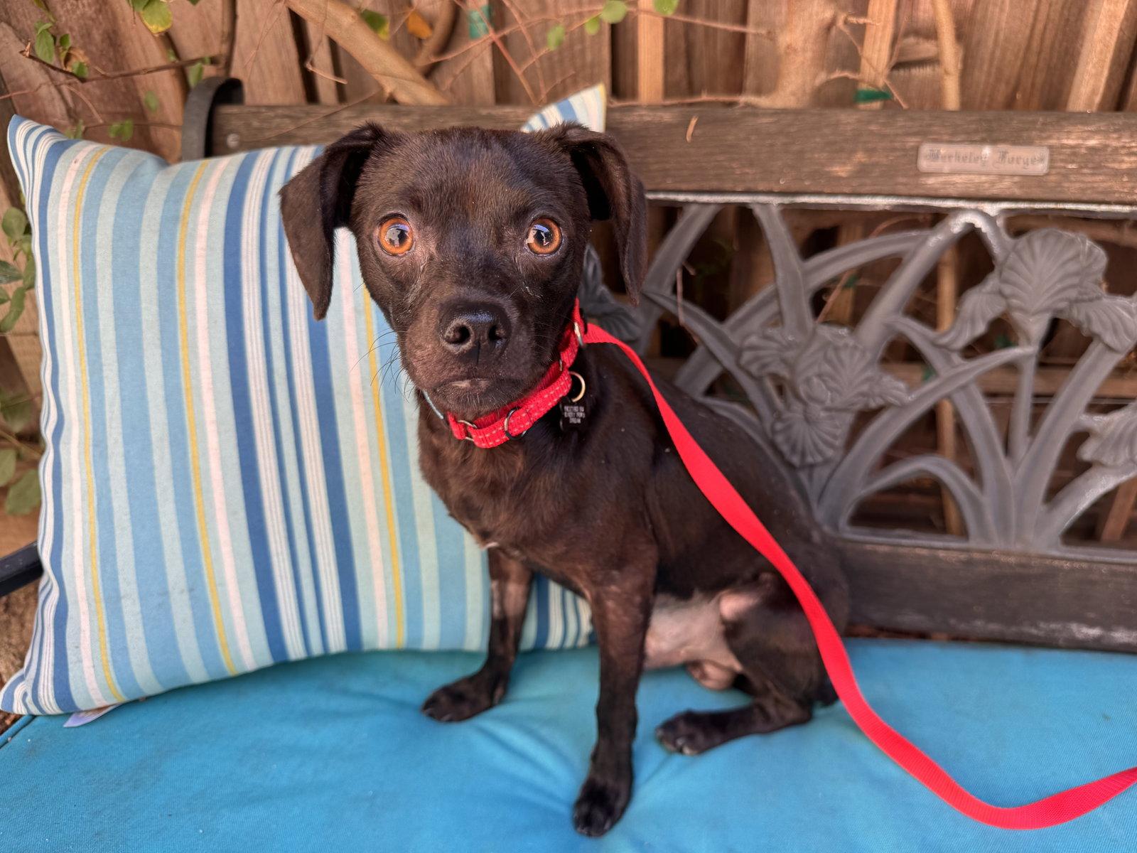 Roscoe, a Adoptable mixed breed in Santa Clara, CA image 2/2