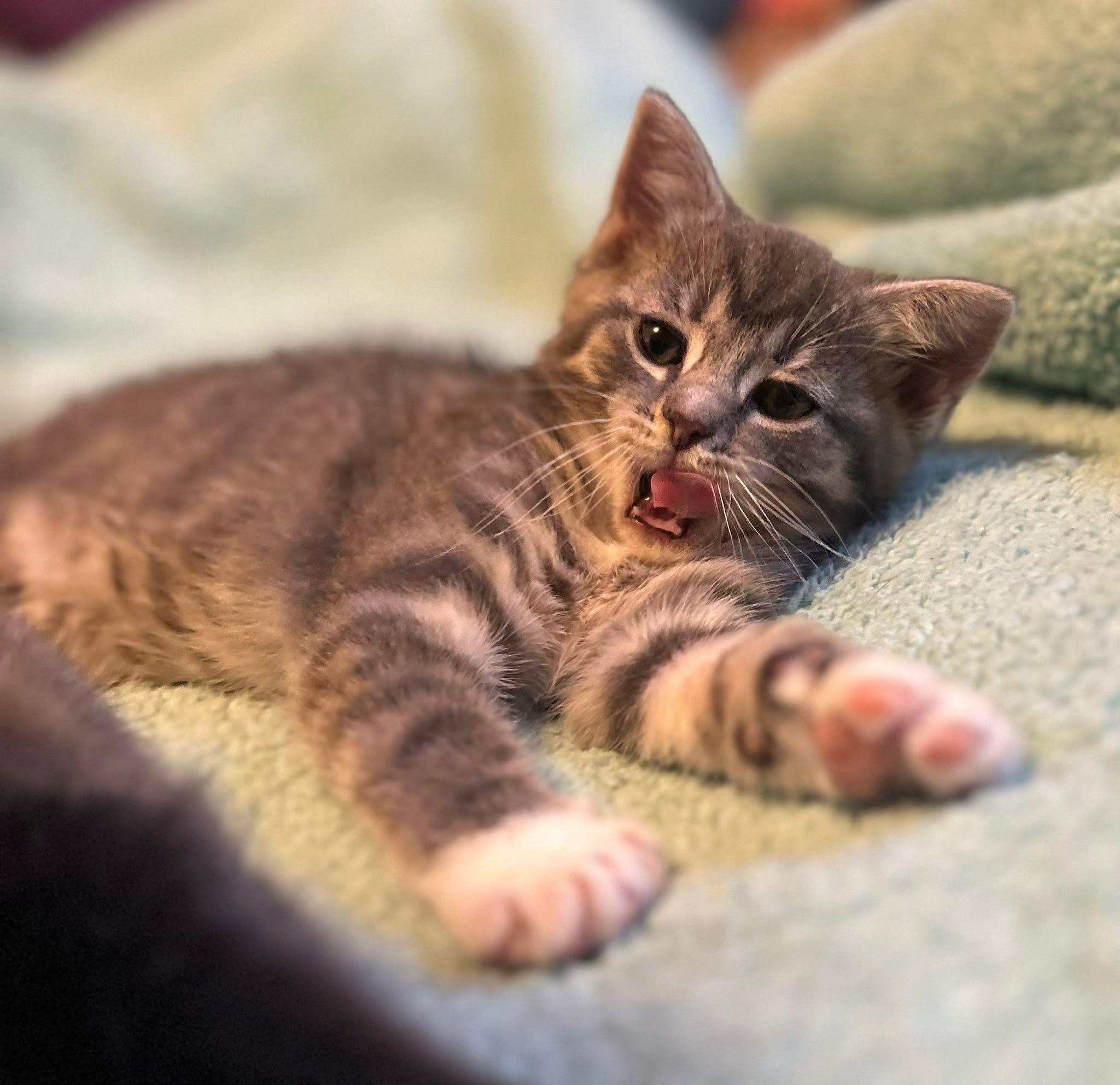 Dude, ADOPTABLE, Kitten Male Domestic Short Hair.