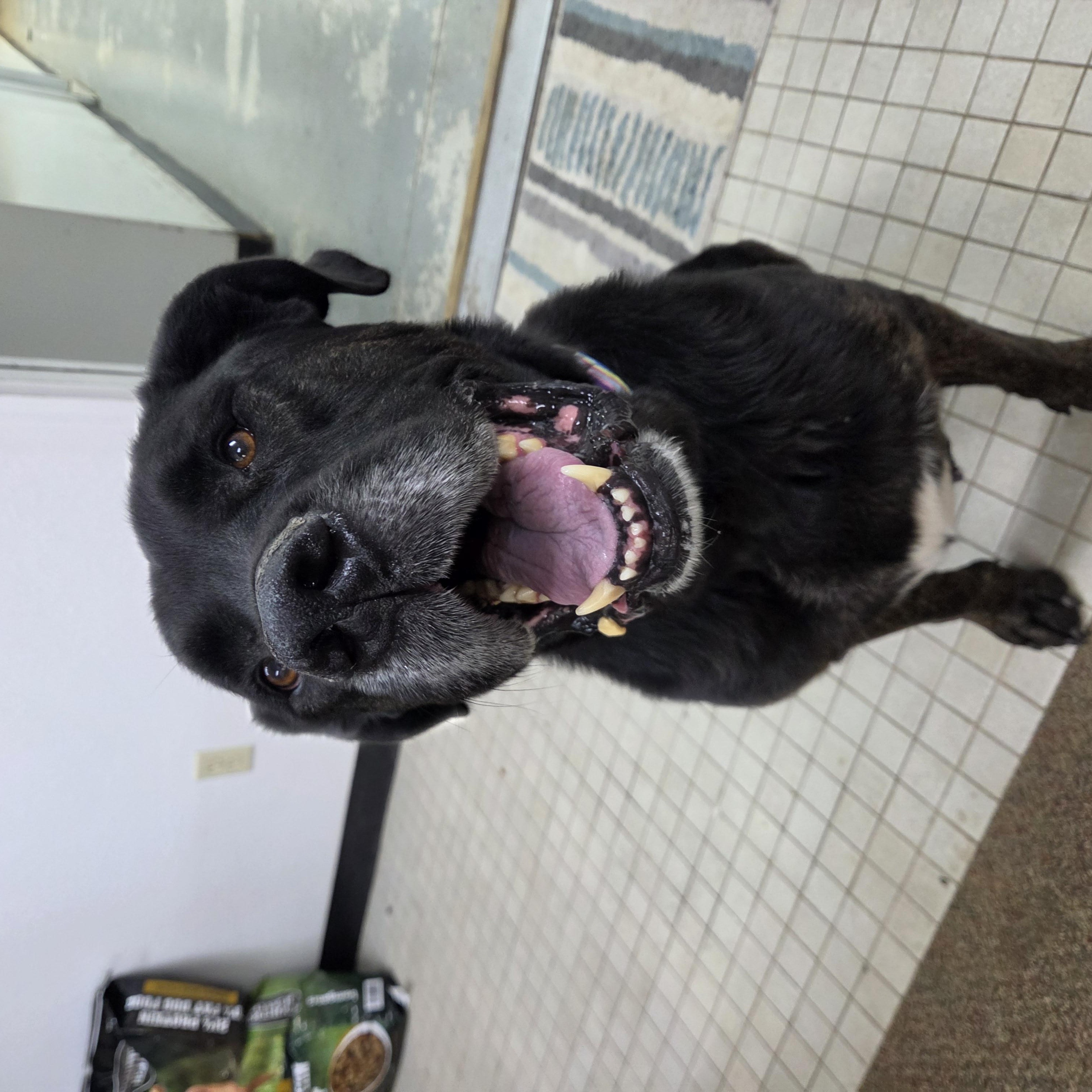 Diezel, a ADOPTABLE mixed breed in Newcastle, WY image 3/3