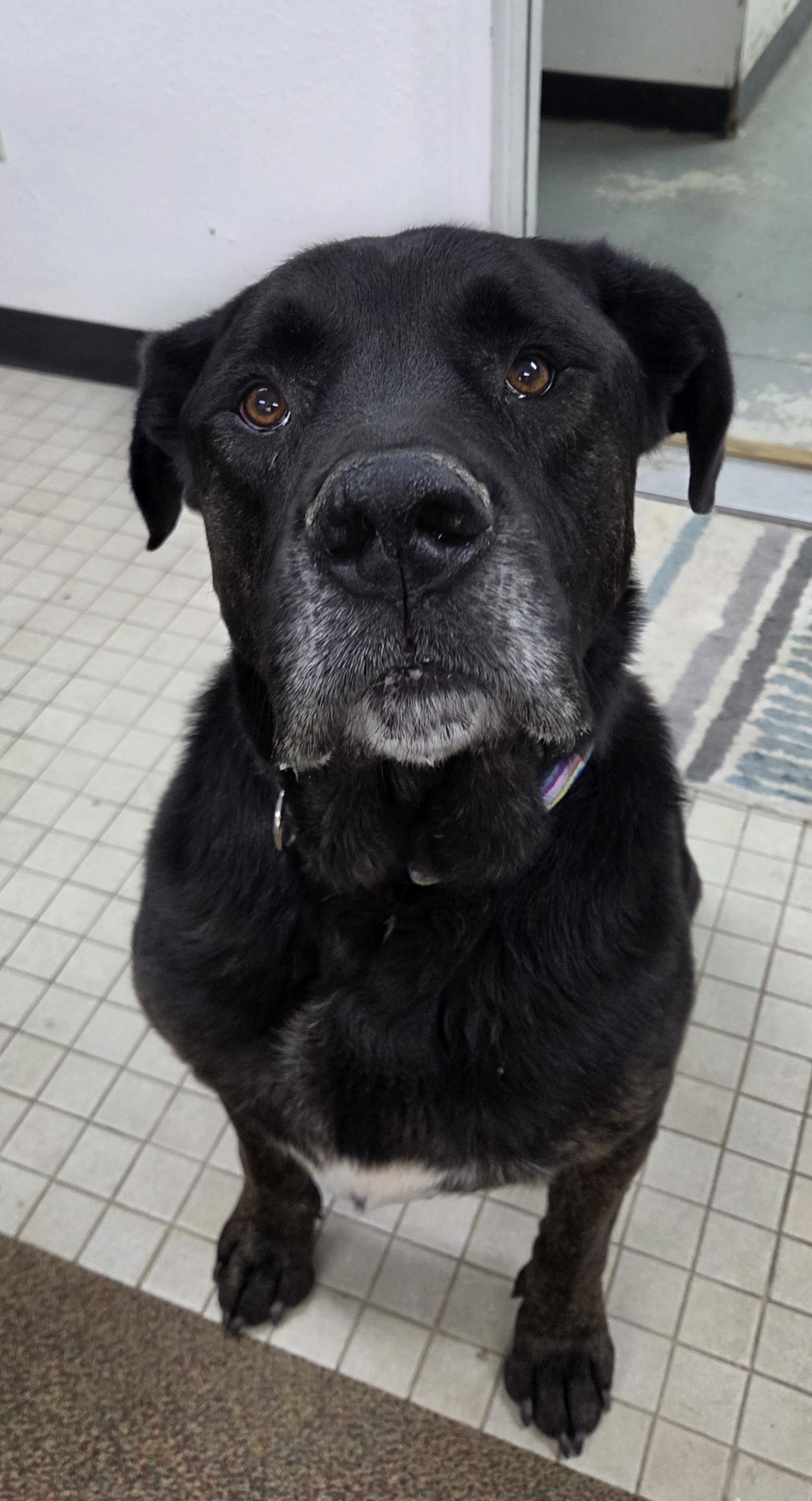 Diezel, a ADOPTABLE mixed breed in Newcastle, WY image 2/3