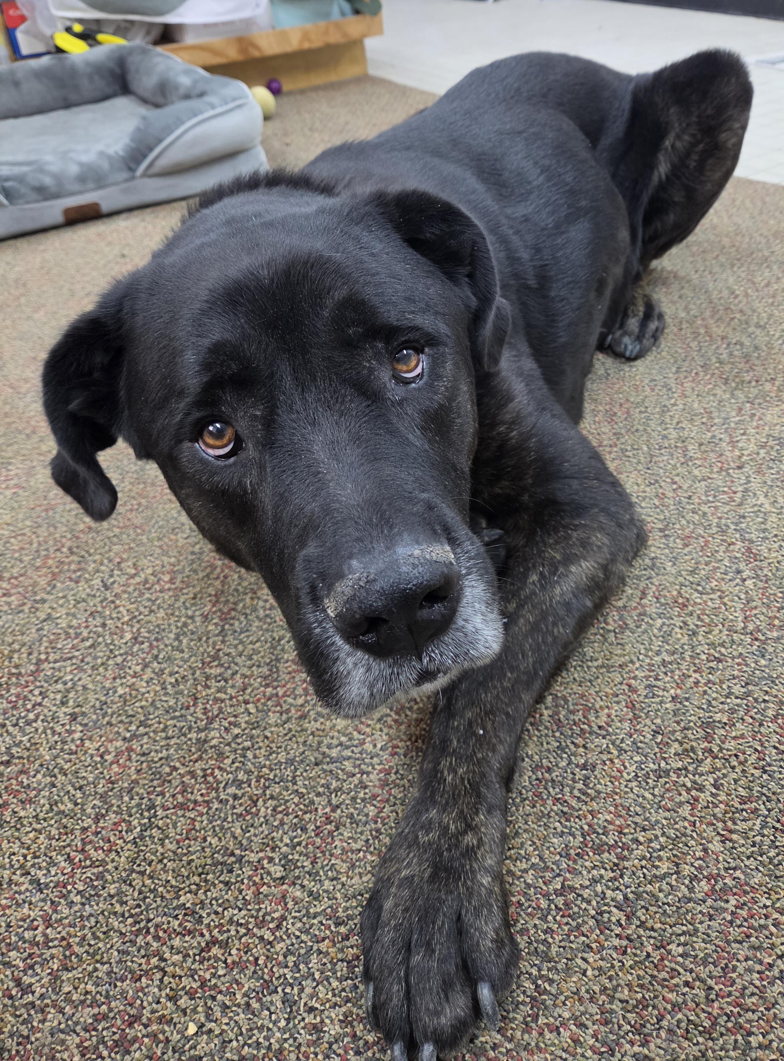 Diezel, ADOPTABLE, Senior Male Rottweiler & Mastiff.