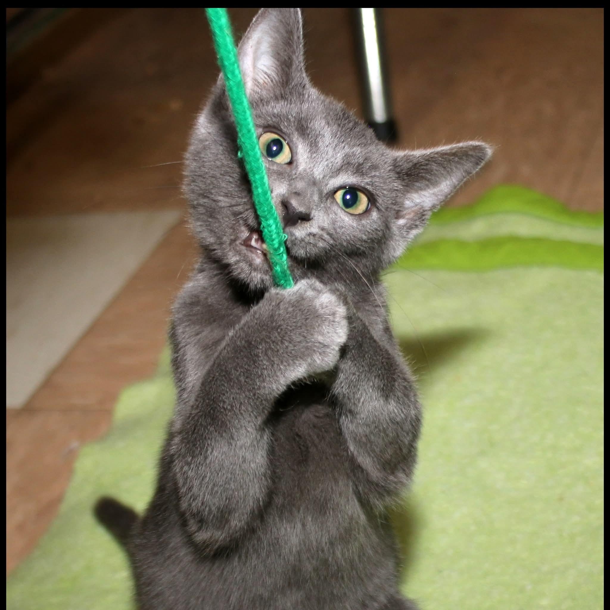 Enlarge Christina, a Adoptable Domestic Short Hair in Shippenville, PA image 2/2